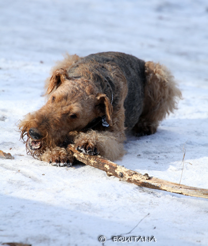 airedale-terrier42