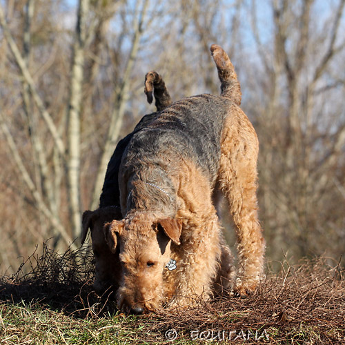 airedale-terrier43