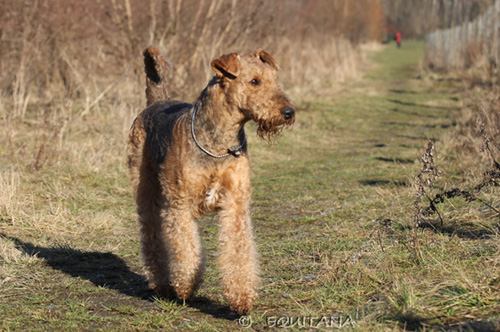 airedale-terrier44