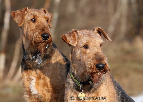 airedale-terrier46