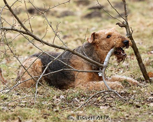 airedale-terrier47