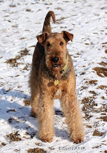 airedale-terrier49