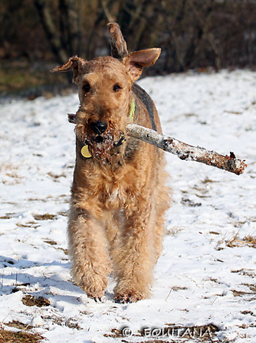 airedale-terrier51