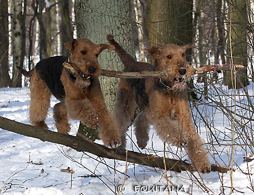 airedale-terrier52