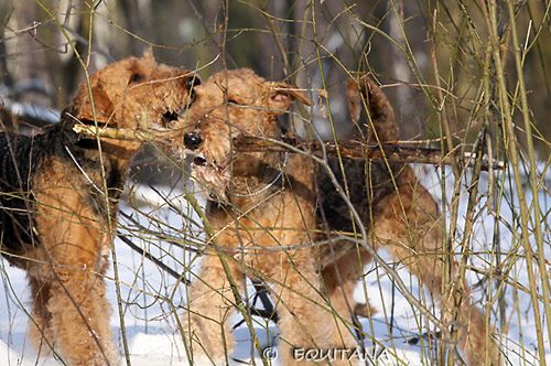 airedale-terrier53