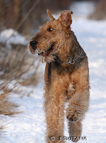 airedale-terrier54