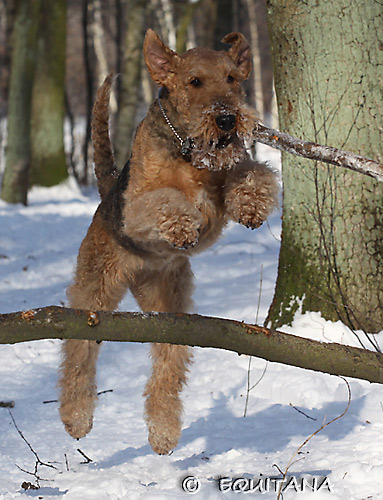 airedale-terrier56