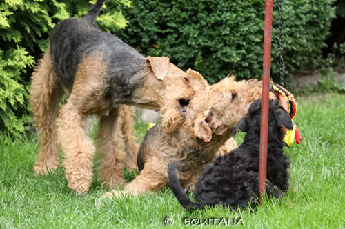 airedale-terrier47