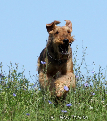 airedale-terrier48