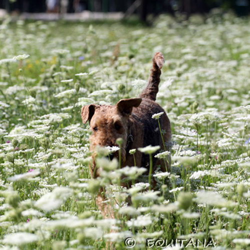 airedale-terrier59