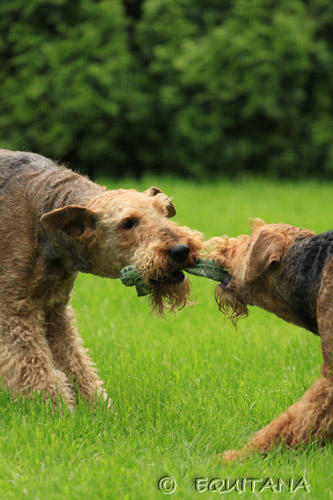 airedale-terrier6