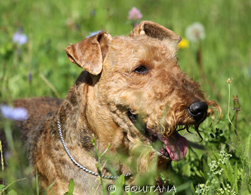 airedale-terrier60