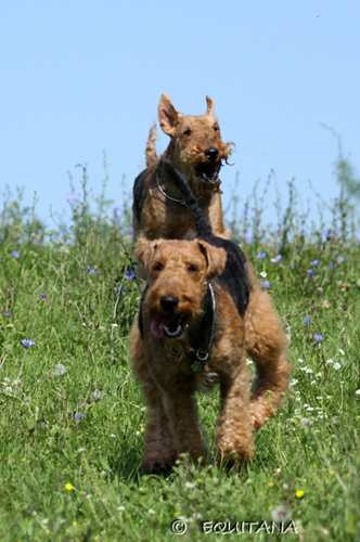 airedale-terrier61