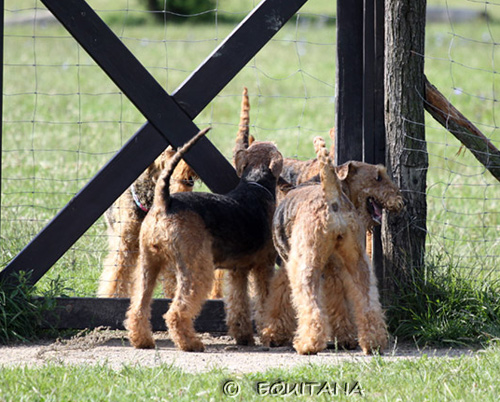 airedale-terrier62