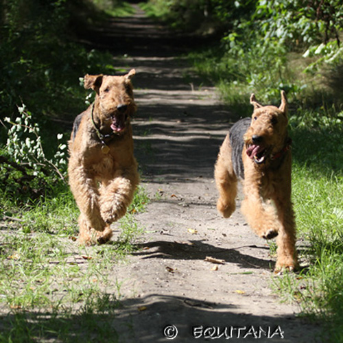 airedale-terrier63