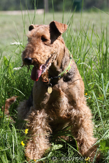 airedale-terrier64