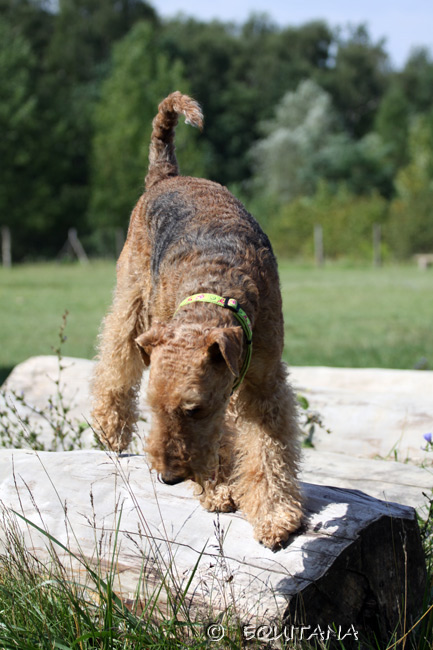 airedale-terrier65