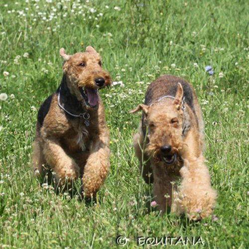 airedale-terrier68