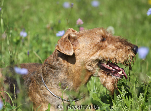 airedale-terrier69