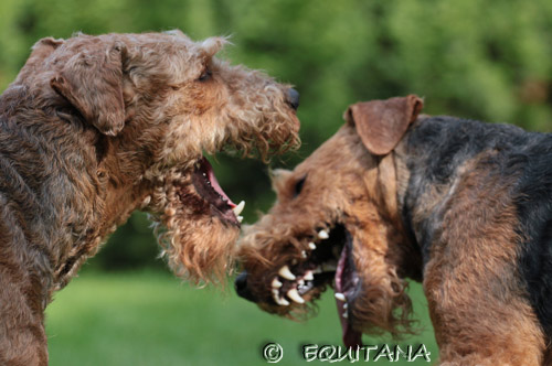 airedale-terrier7