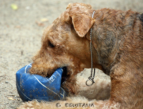 airedale-terrier71