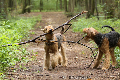 airedale-terrier72