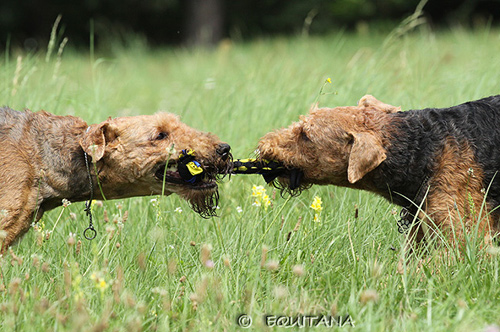 airedale-terrier73