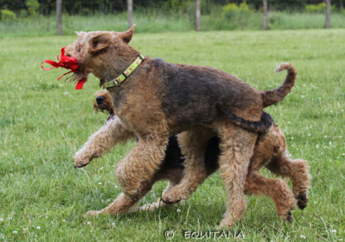 airedale-terrier74