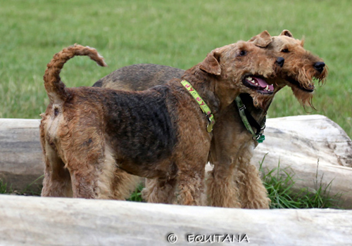 airedale-terrier75