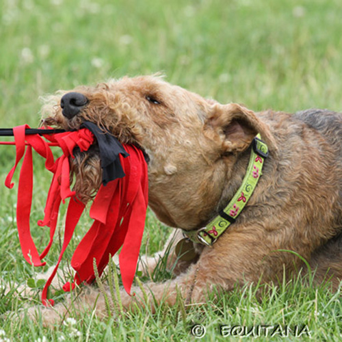 airedale-terrier76