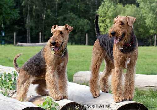 airedale-terrier77