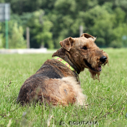 airedale-terrier78