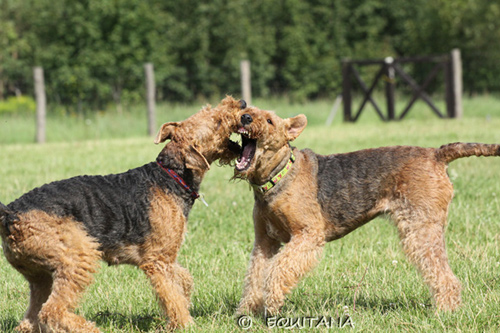 airedale-terrier79