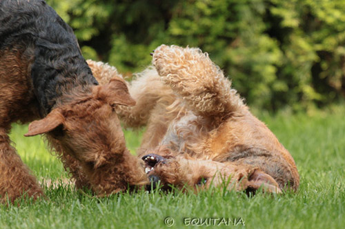 airedale-terrier8