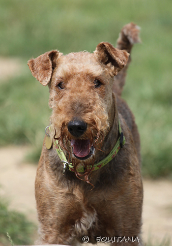 airedale-terrier80