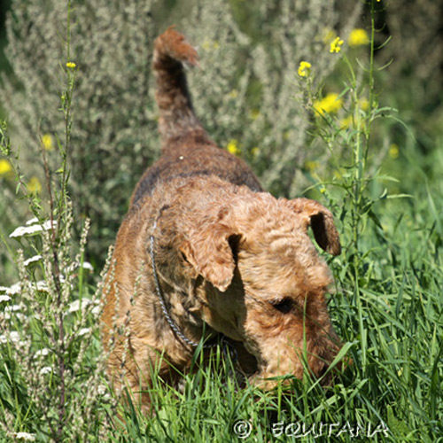 airedale-terrier82