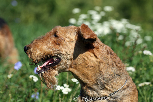 airedale-terrier83