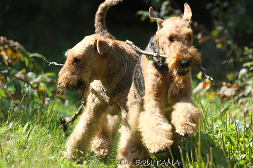 airedale-terrier85