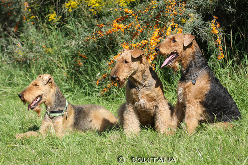 airedale-terrier87