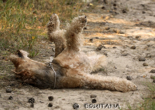 airedale-terrier89