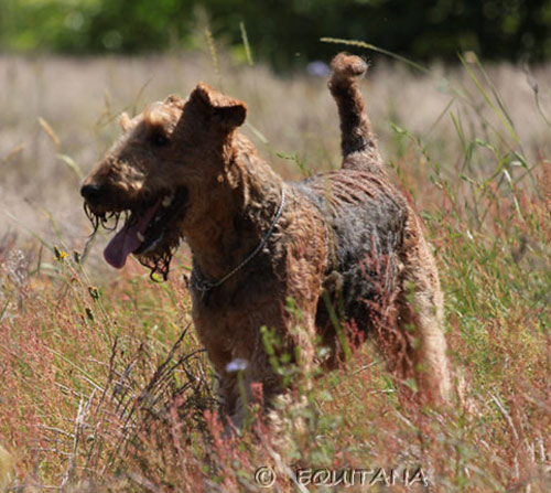 airedale-terrier9