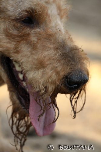 airedale-terrier90