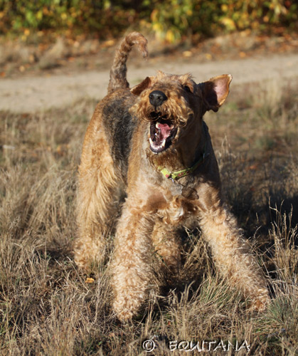 airedale-terrier91