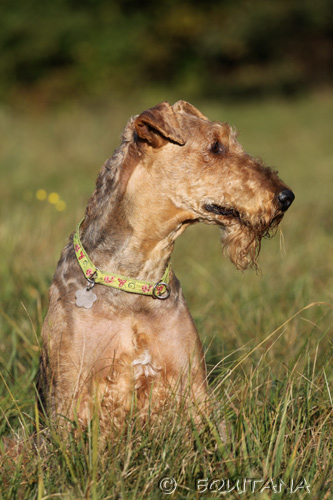 airedale-terrier92