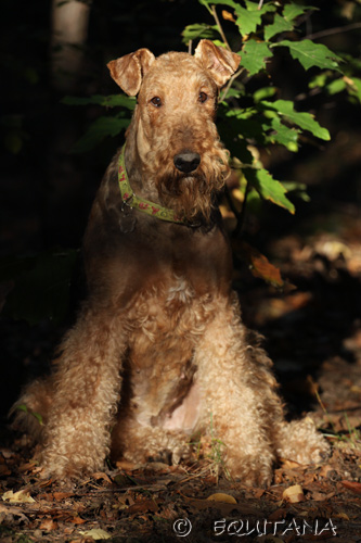 airedale-terrier93