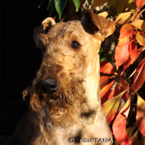 airedale-terrier94