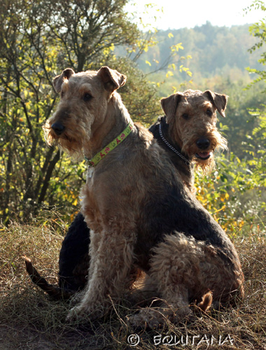 airedale-terrier96