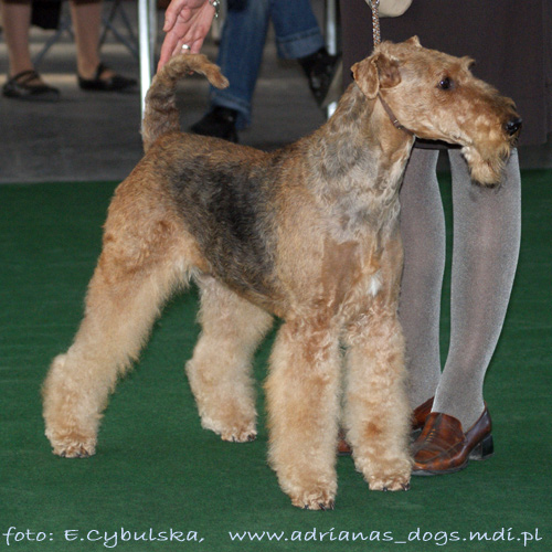 airedale-terrier97