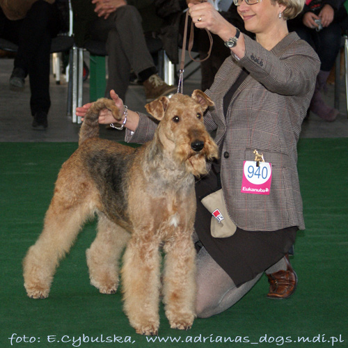 airedale-terrier98