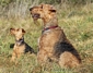 airedale-terrier102